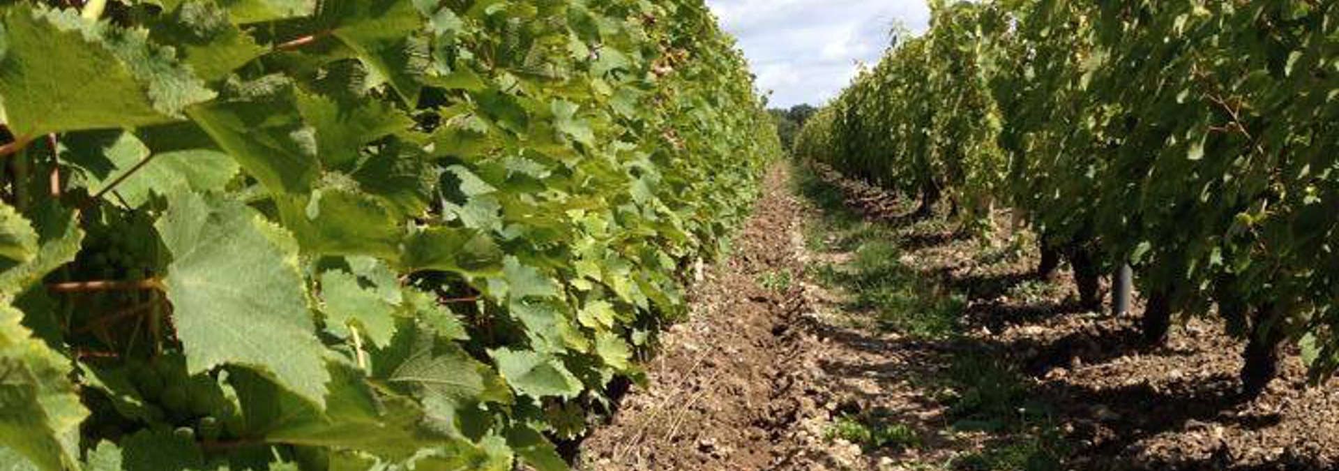 Domaine Le Capitaine - Rue des Vignerons