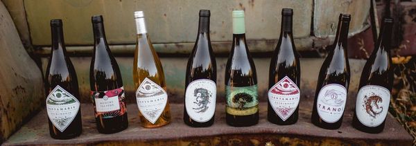 Guided wine tasting of the winery’s wines-photo