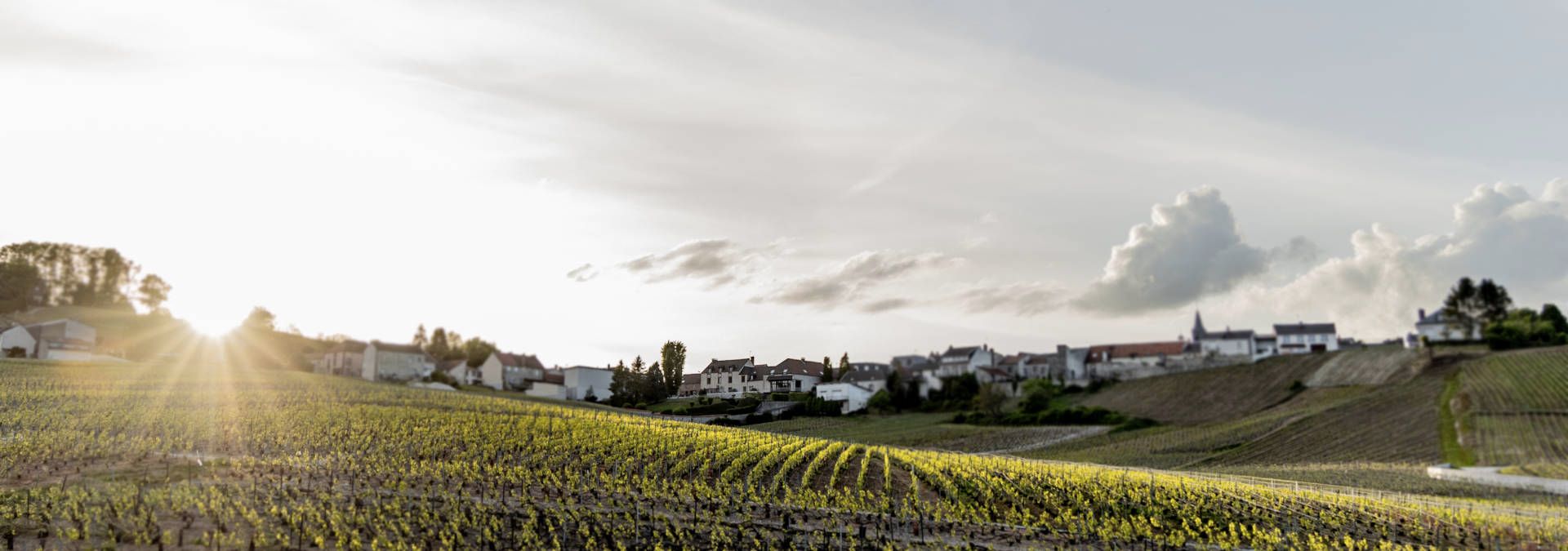 Champagne Lancelot-Pienne - Rue des Vignerons