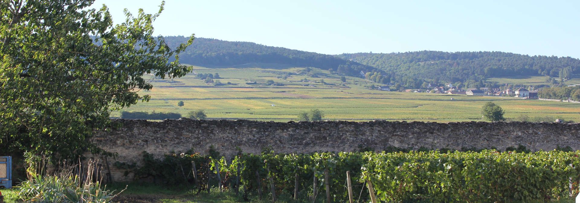 Domaine René Leclerc - Rue des Vignerons