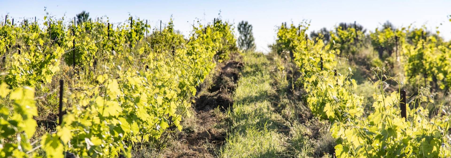 Clos Sorian - Rue des Vignerons