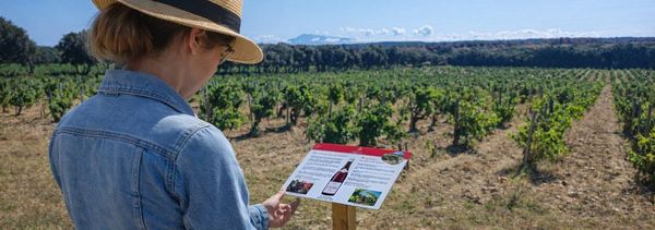 Spaziergang entlang der Weinberge-photo