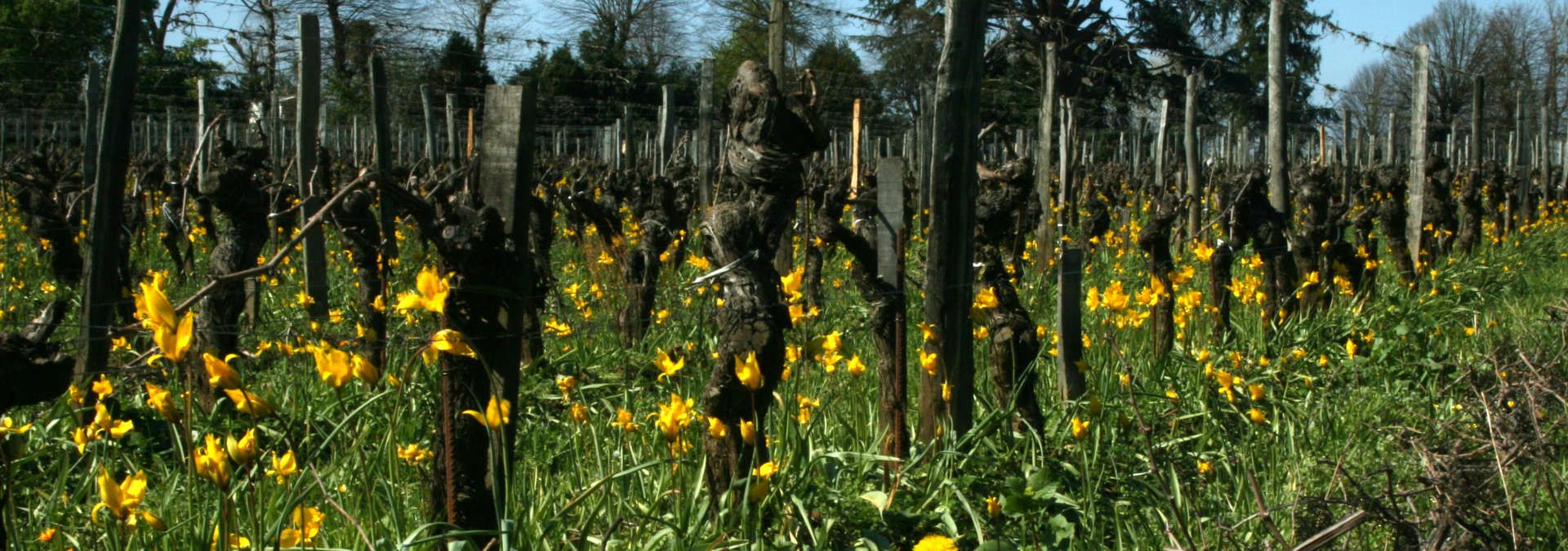 Chateau Beauséjour - Rue des Vignerons