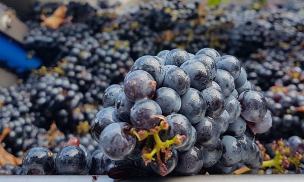 Visite du vignoble, du chai et dégustation-photo