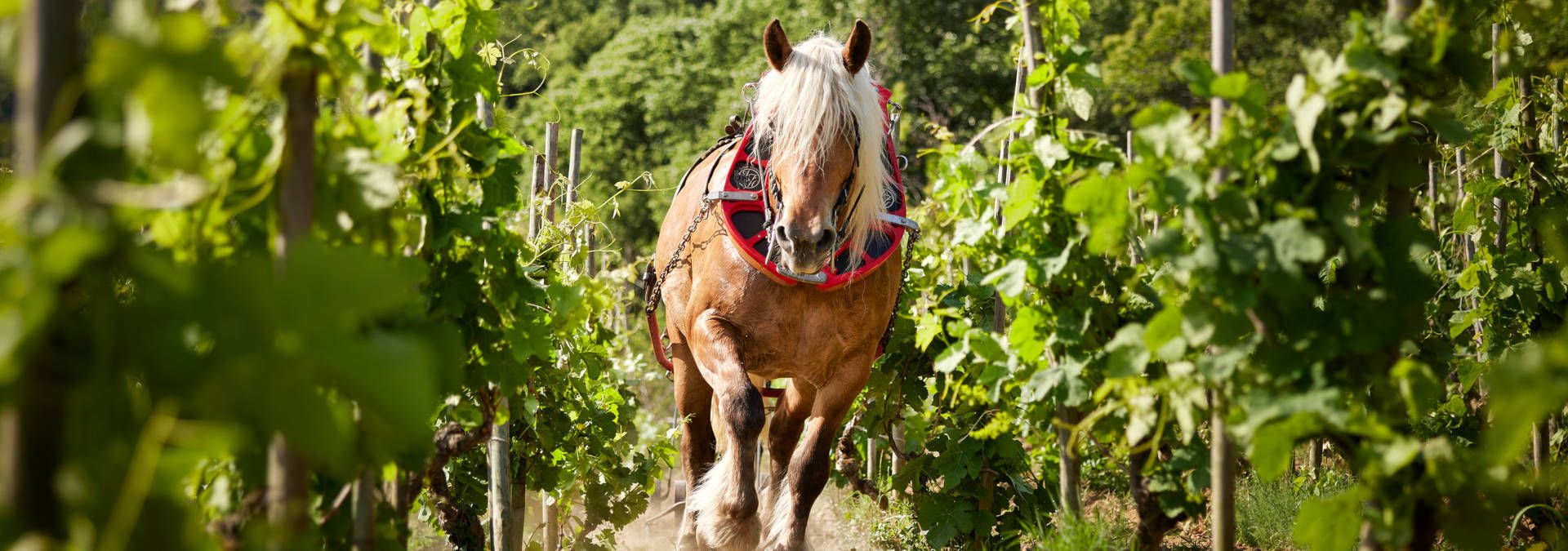 Domaine Rémy Nodin - Rue des Vignerons