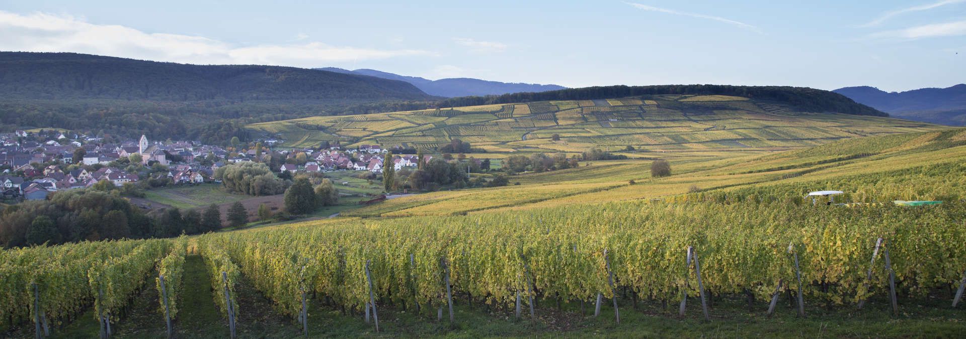 Domaine François Schmitt - Rue des Vignerons