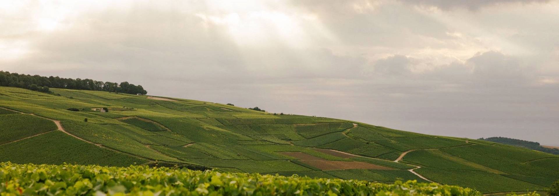 Champagne Ayala - Rue des Vignerons