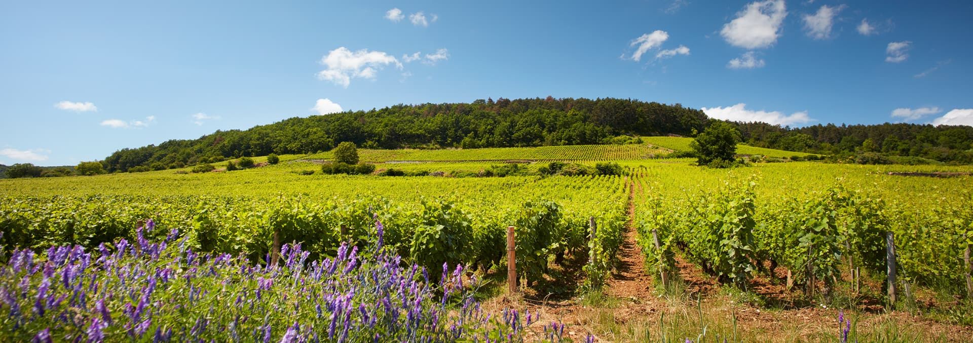 Domaine Michel Magnien - Rue des Vignerons