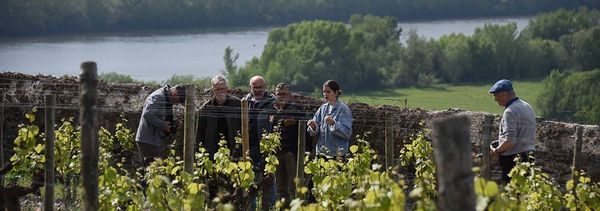 Découverte du vignoble et des vins de Savennières-photo