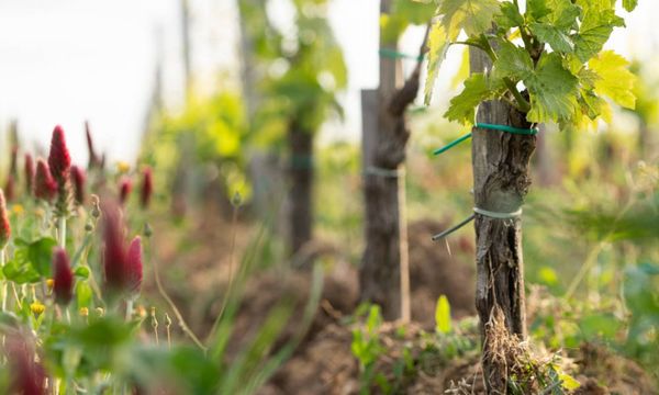 Promenade dans les vignes-photo