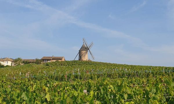 Balade dans les vignes et visite de la cave-photo