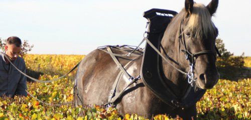 Domaine Guillaume Baduel photo