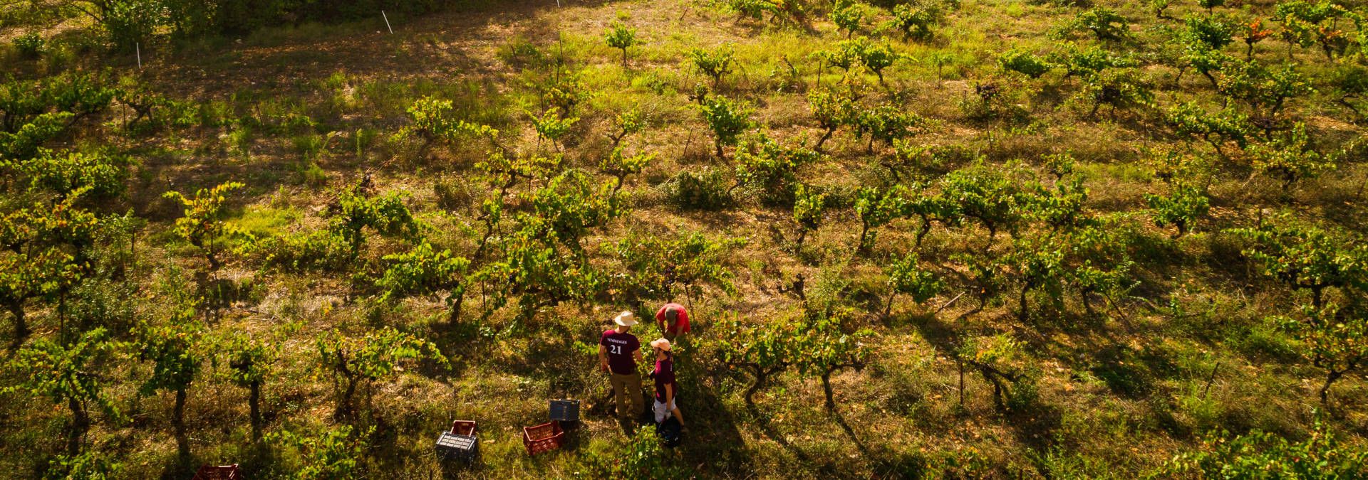 Domaine Costes-Cirgues - Rue des Vignerons 