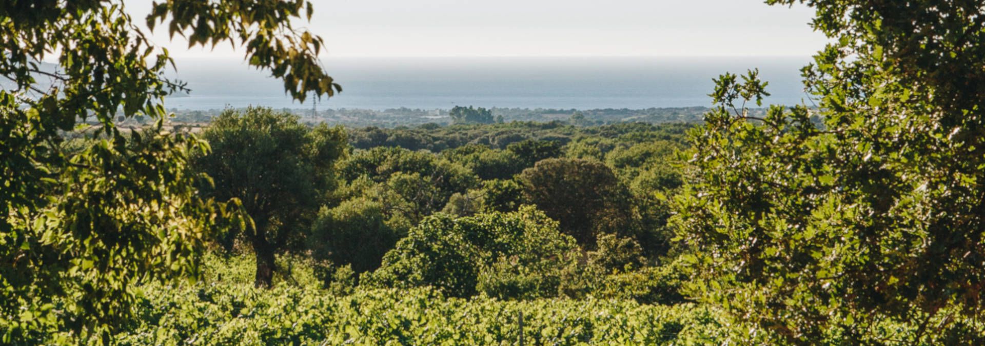 Domaine 'Alzipratu - Rue des Vignerons