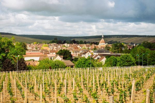 Picnic in bicicletta nei vigneti-photo