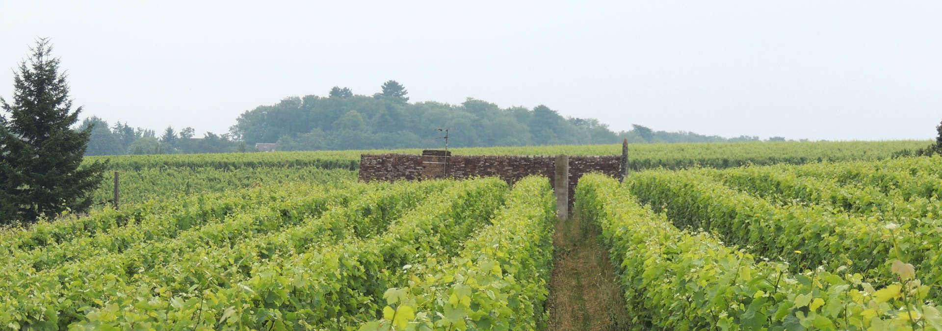 Domaine de Vodanis - Rue des Vignerons