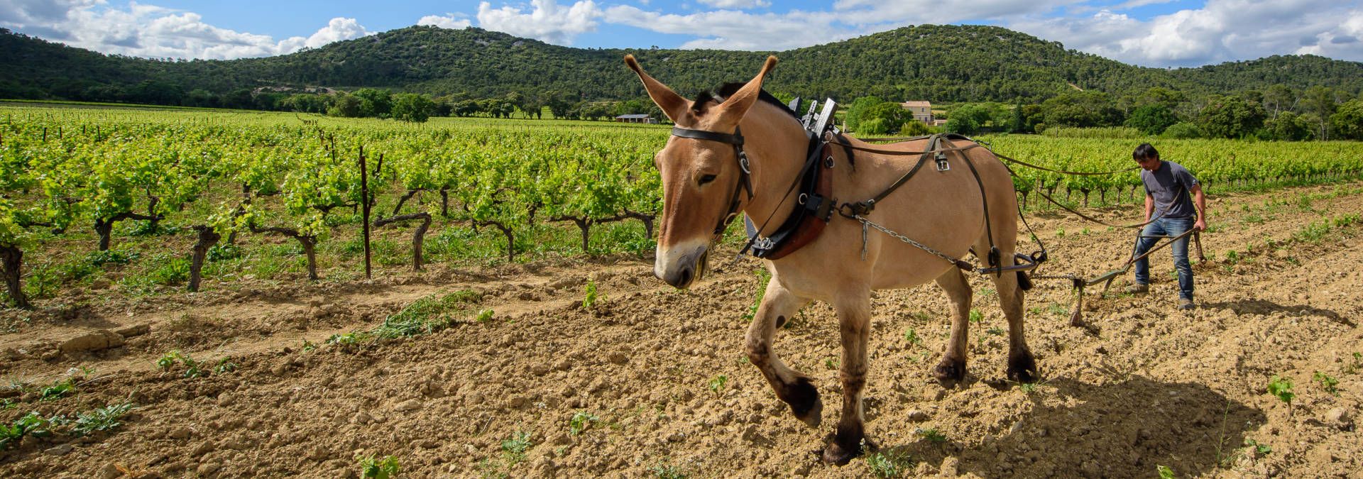 Château La Roque - Rue des Vignerons
