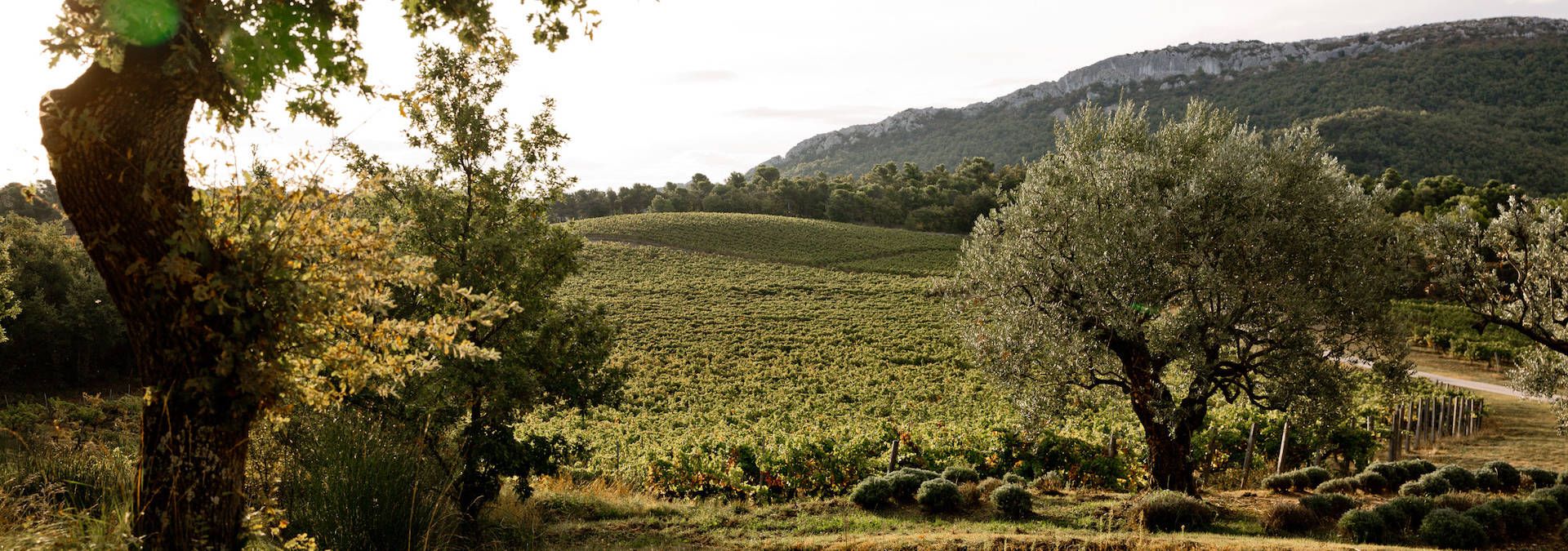 Chêne Bleu - Rue des Vignerons
