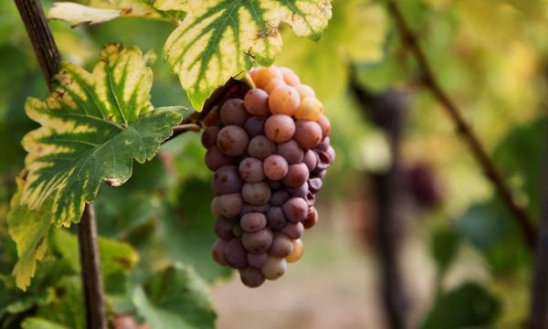 Alsace Half Day Wine Tour, from Colmar-photo