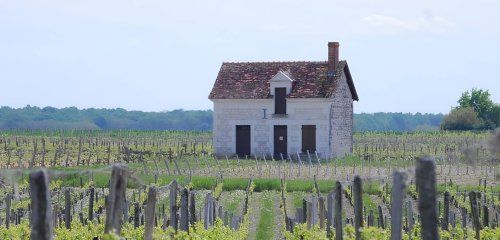 Vignobles Jourdain photo