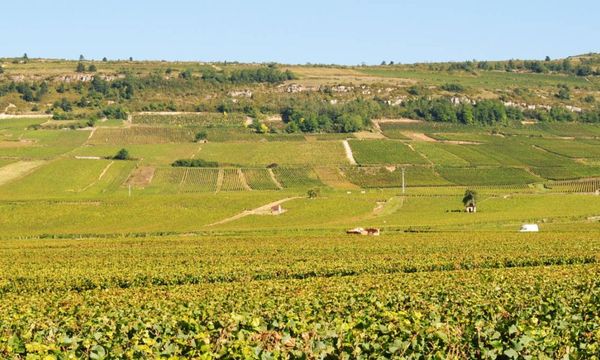 Pique-Nique dans les vignes des Maranges-photo