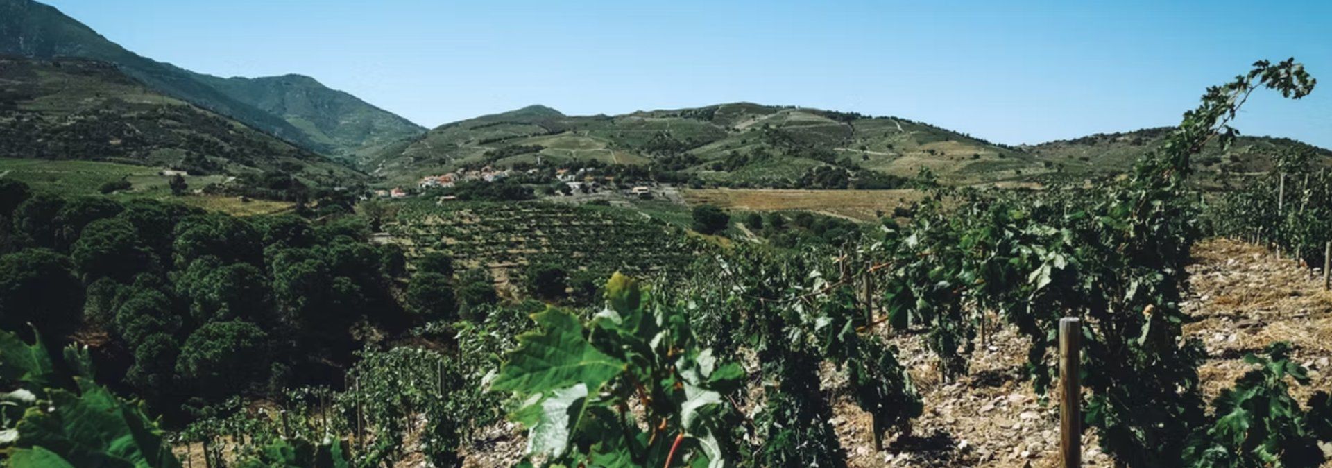 Domaine de la Casa Blanca - Rue des Vignerons