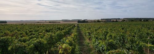 Domaine Dozon photo