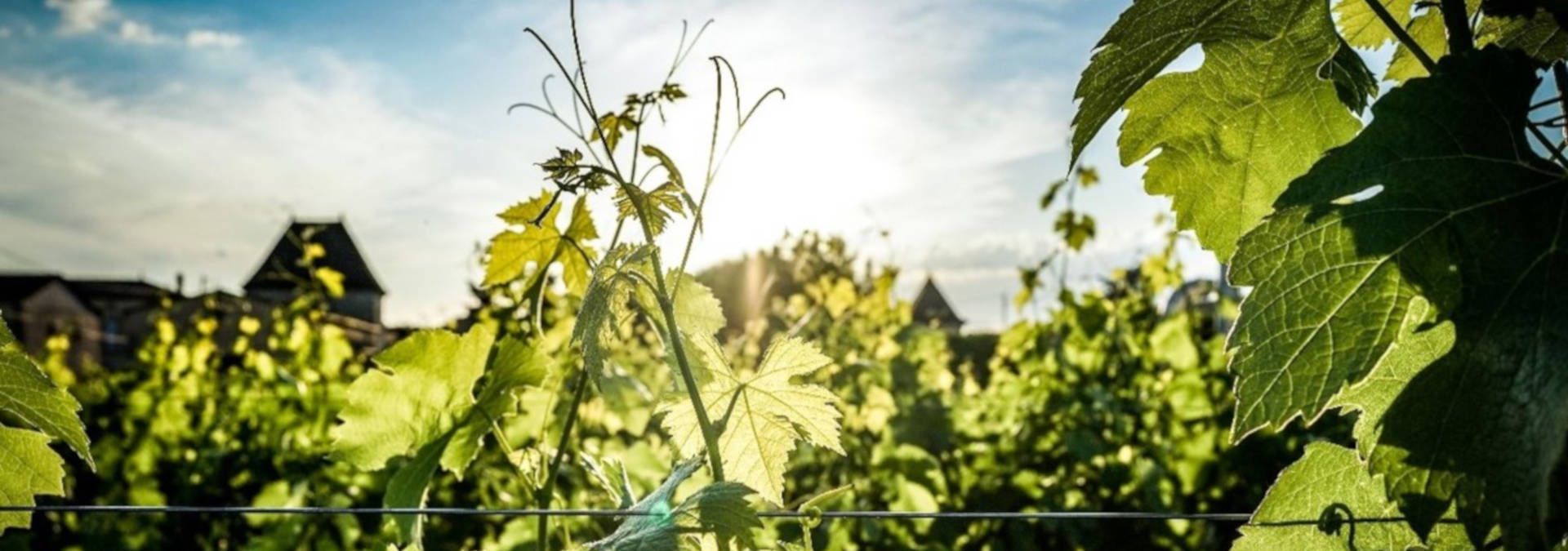 Château Haut Goujon - Rue des Vignerons