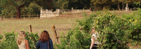 Winzerspaziergang Zu Fuß-photo