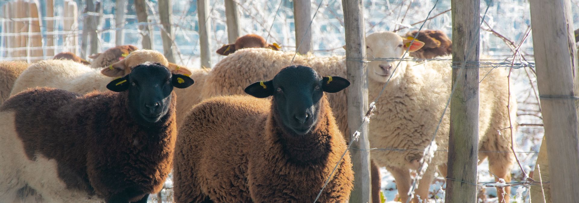 Manoir de la Mazeraie - Rue des Vignerons