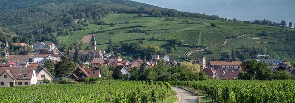 Visite du vignoble & dégustation-photo
