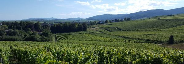 Exploration de vins naturels et traditionnels-photo