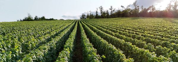 Sur Mont Coppé un terroir, notre signature-photo
