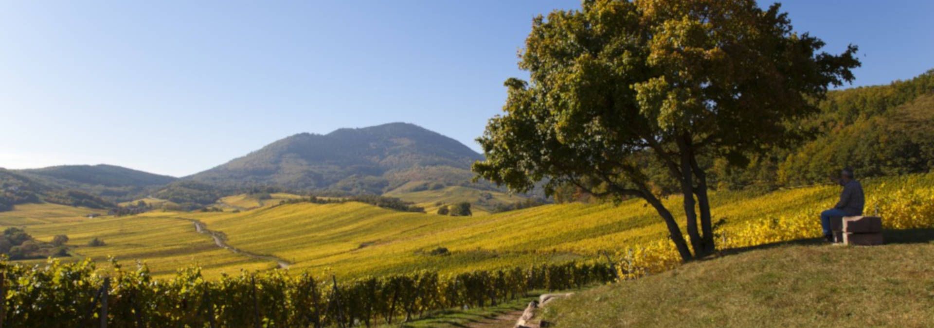 Domaine Armand Landmann - Rue des Vignerons