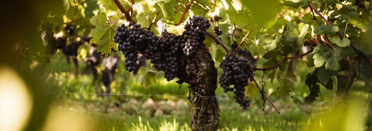 Château Petit Val - Rue des Vignerons