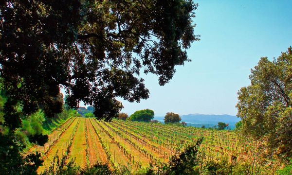 A winegrower's walk in the heart of the terroirs-photo