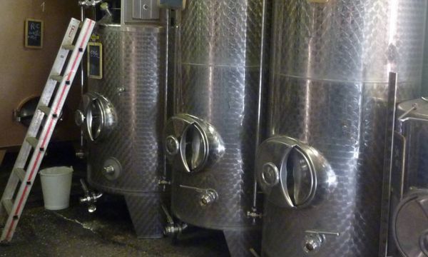 Discovery of the winery, its cellar and wines-photo