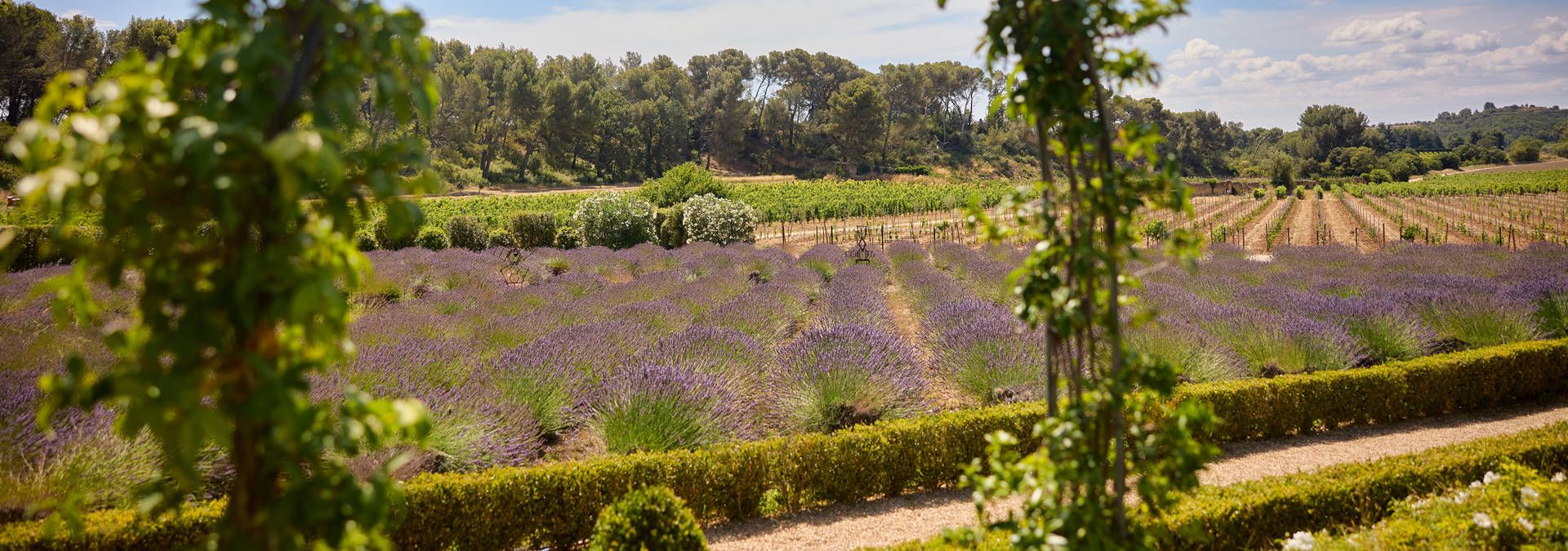 Château Gigognan - Rue des Vignerons