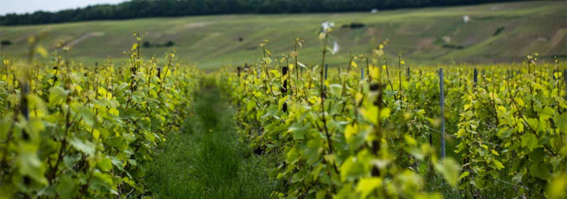 Champagne JL Vergnon - Rue des Vignerons