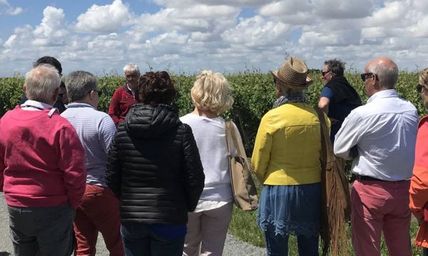 Vins du millésimes 2013-photo