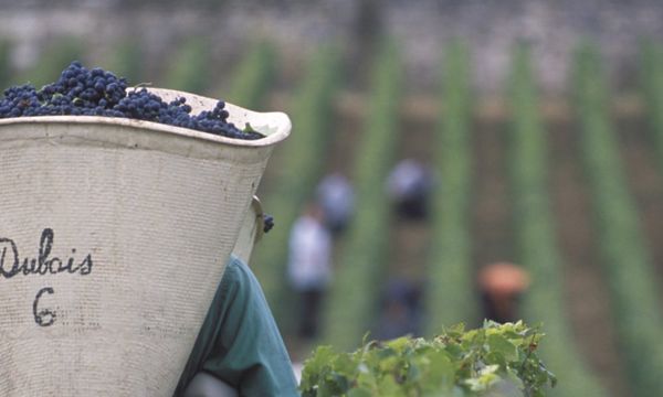 A day of grape harvesting-photo