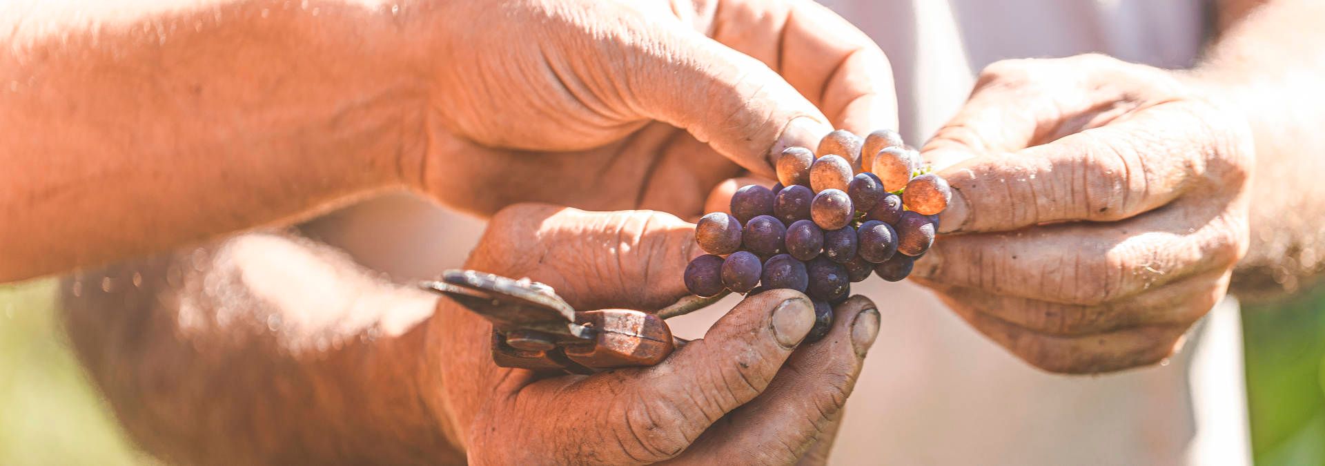 Domaine Landron Chartier- Rue des Vignerons