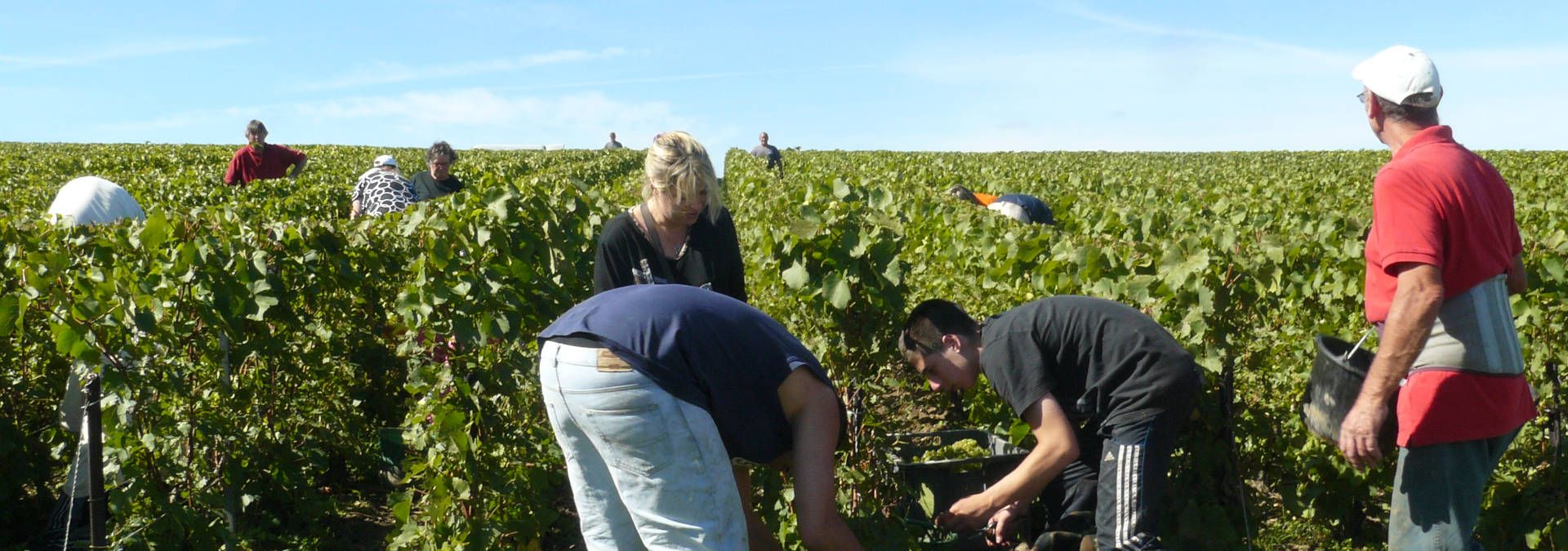 Champagne Daniel Dumont - Rue des Vignerons