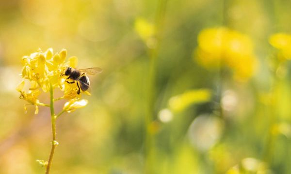 De biodynamische Activiteit-photo