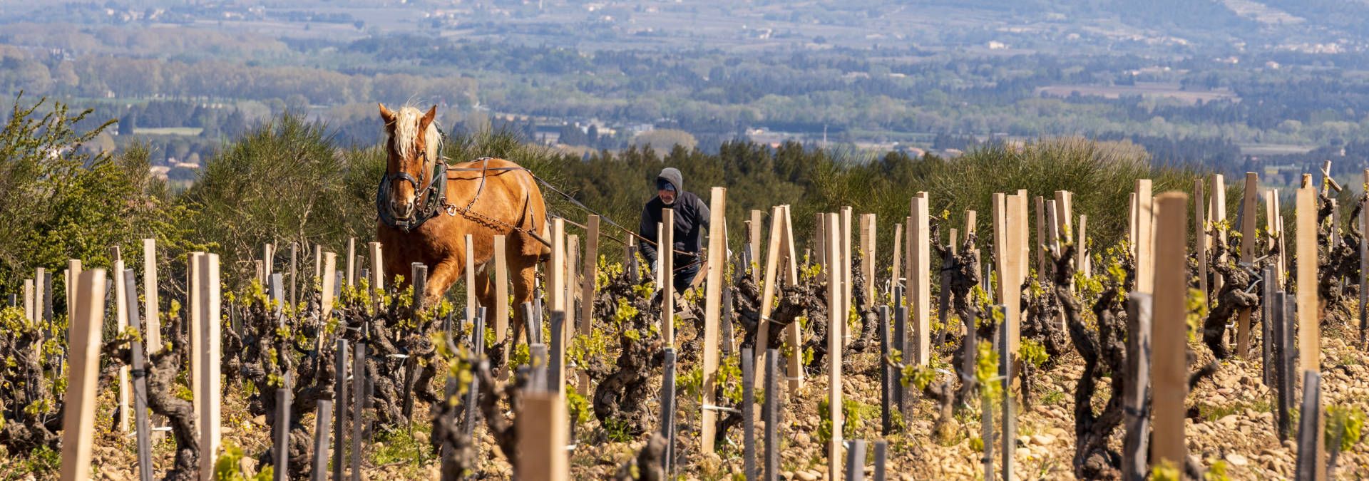 Domaine Mayard - Rue des Vignerons