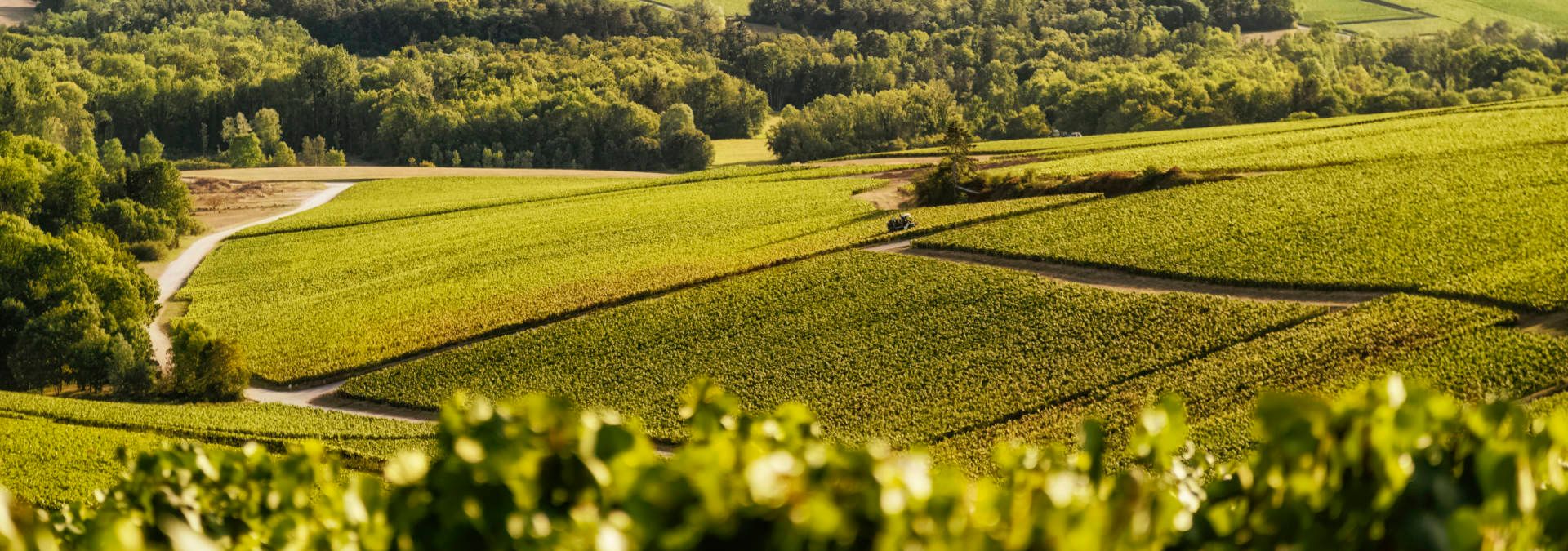 Champagne Chassenay d'Arce - Rue des Vignerons