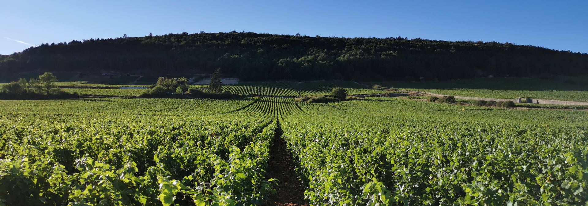 Domaine René Leclerc - Rue des Vignerons