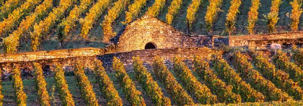 Matinée Excursion en Côte de Beaune, depuis Beaune-photo