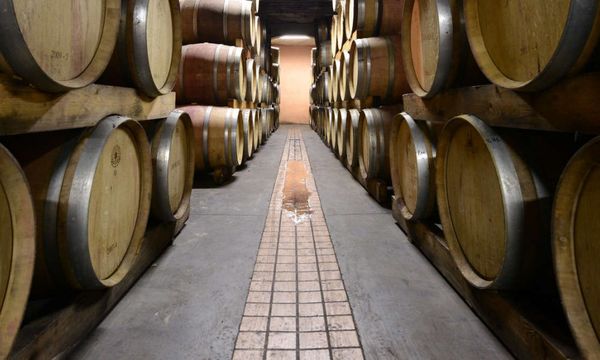 Discovery of the wines-photo