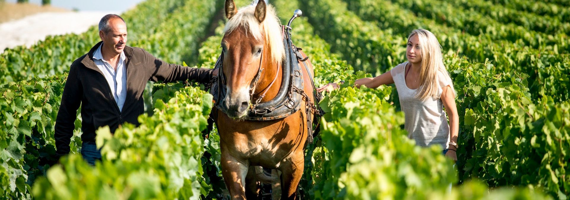 Domaine Champagne A.Margaine - Saint Amour